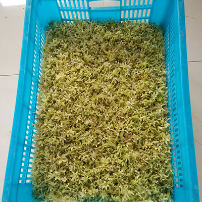 铁皮石斛花