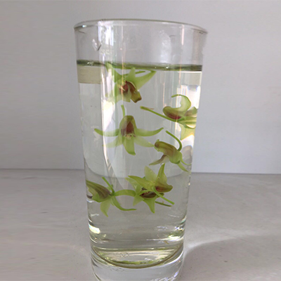  铁皮石斛花茶