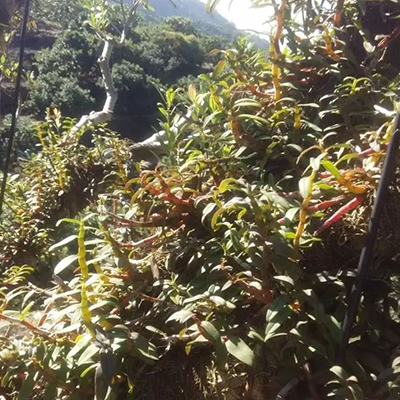 铁皮石斛