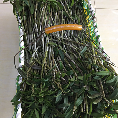 铁皮石斛鲜条
