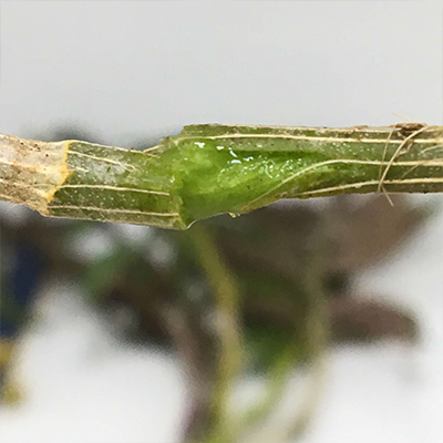 铁皮石斛鲜条