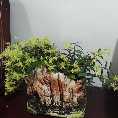 铁皮石斛盆景