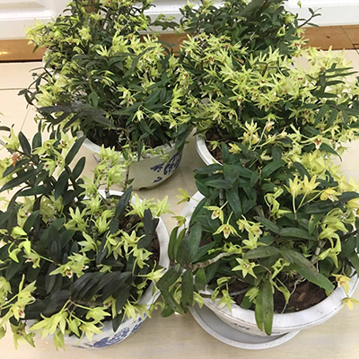 铁皮石斛盆景
