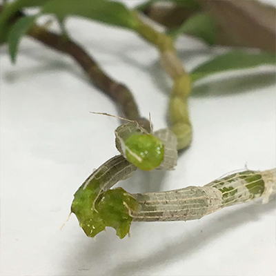 铁皮石斛鲜条
